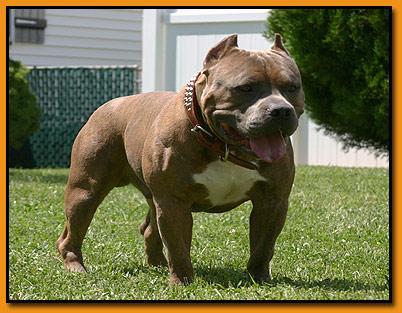 pit bull
